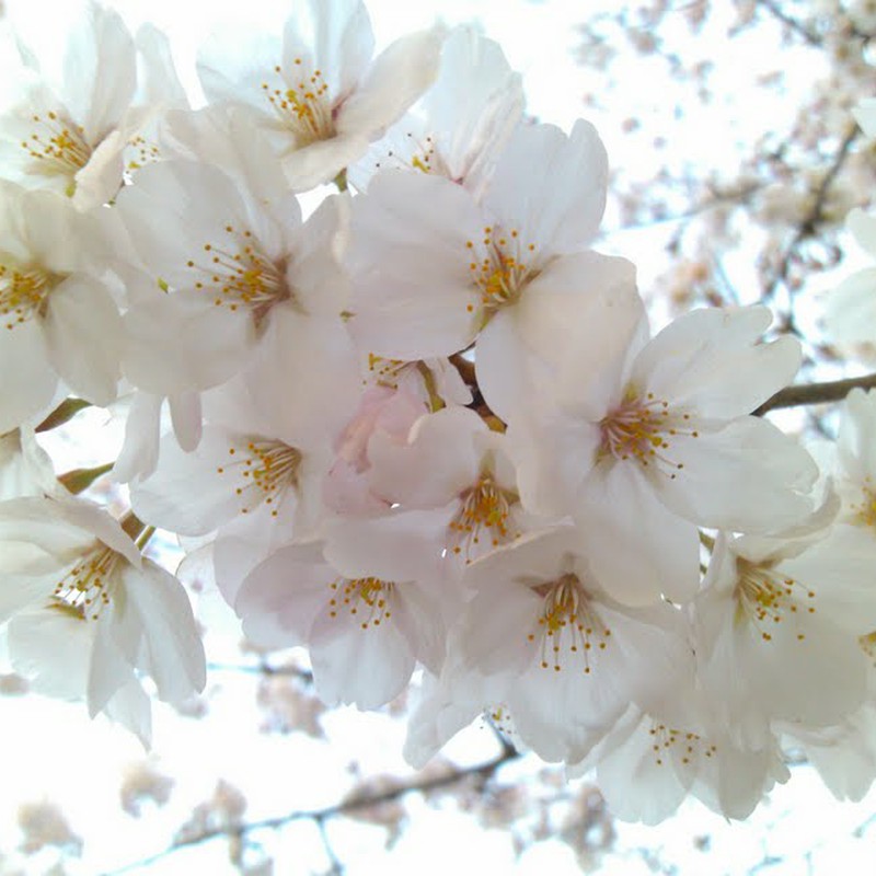 桜の花びらたち