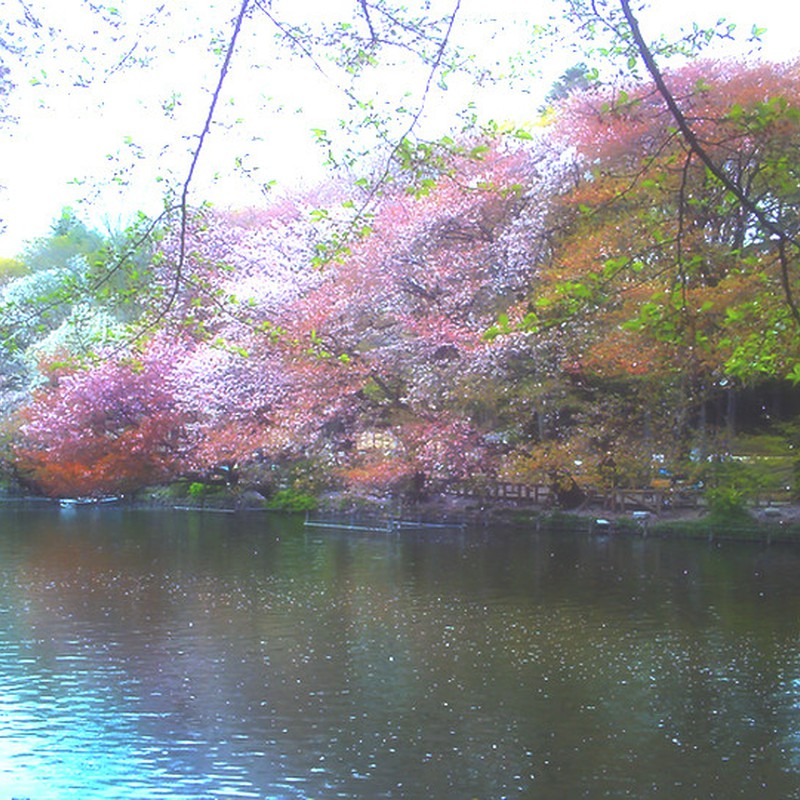 葉桜映す水辺