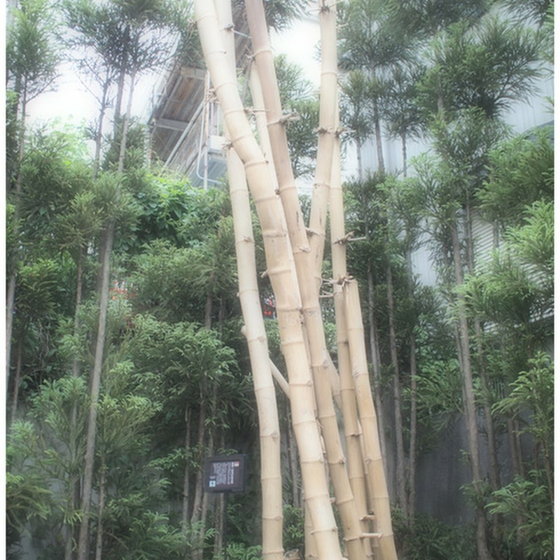 「世界一大きくなる竹」