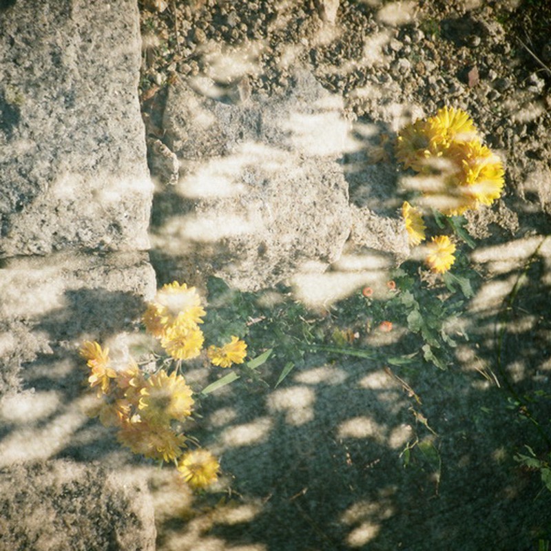 木漏れ日と黄色い花