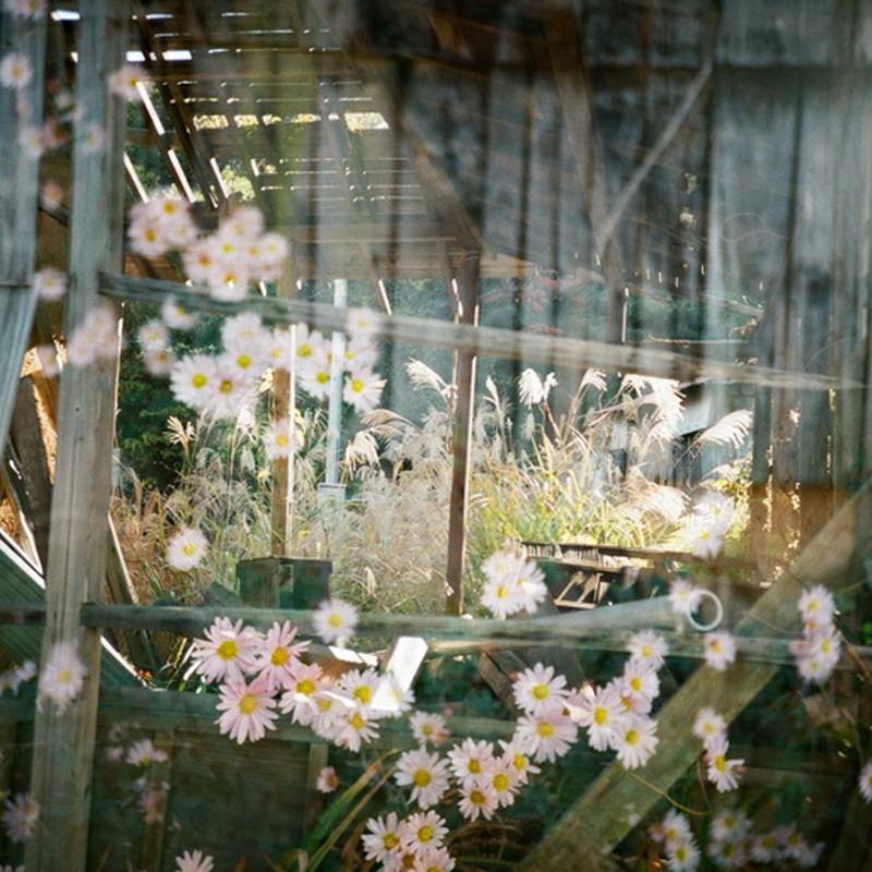 花と廃屋