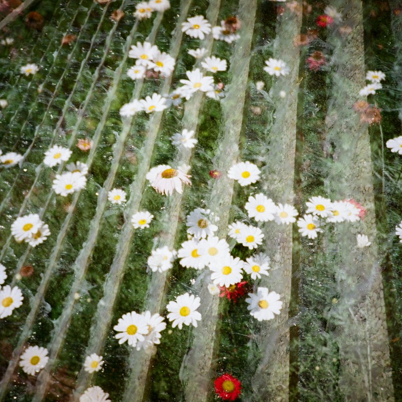 花と階段