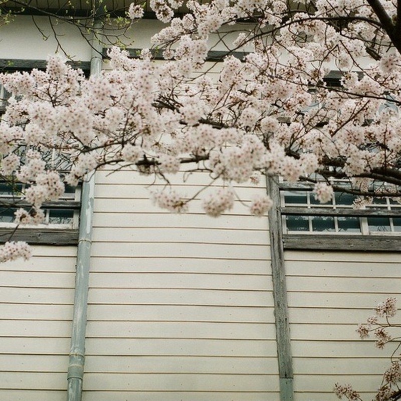 木造校舎に桜