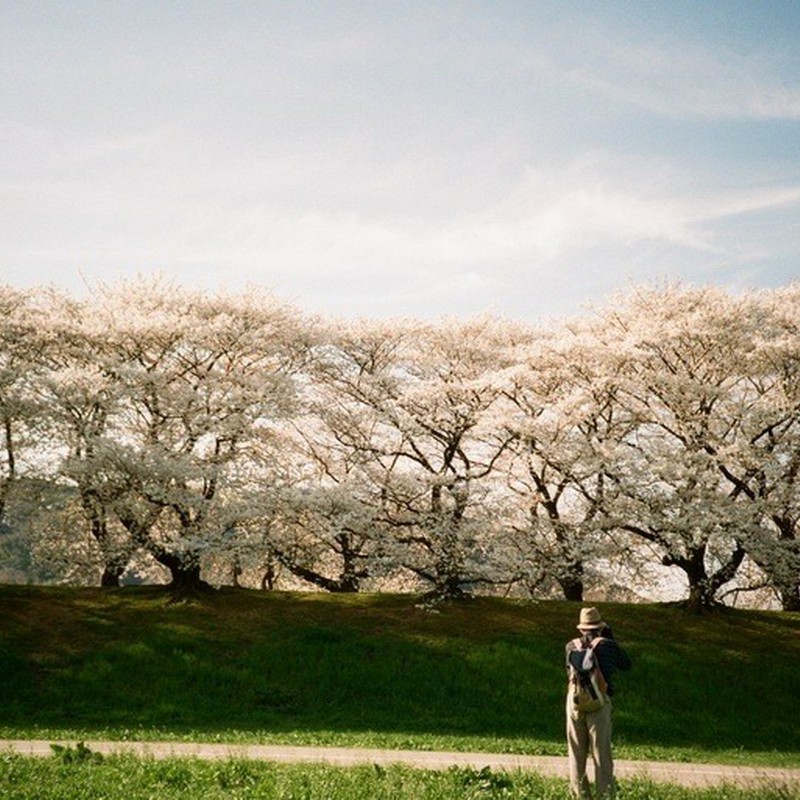 桜と三脚おじさん