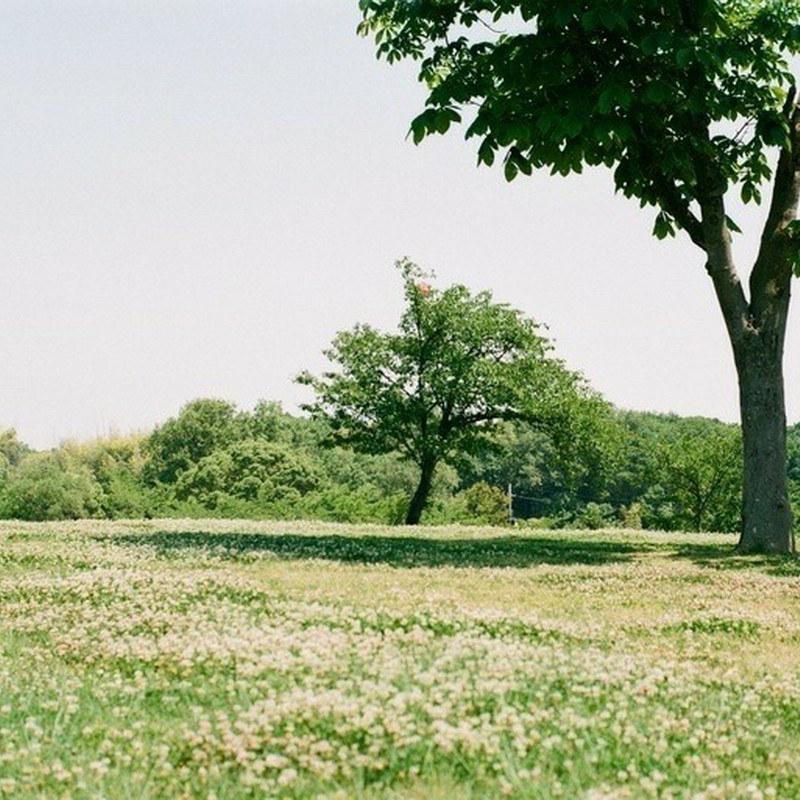 シロツメクサ咲く丘