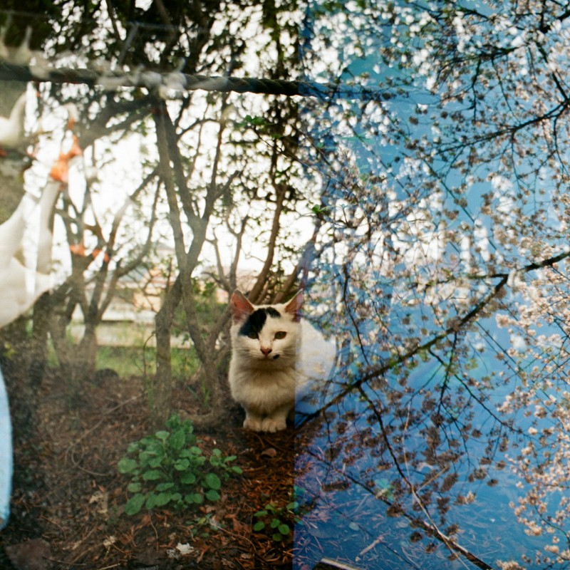 アヒルと桜のサンド猫