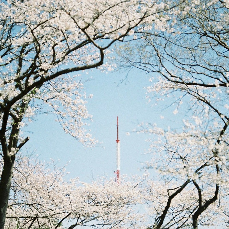 桜の中の鉄塔