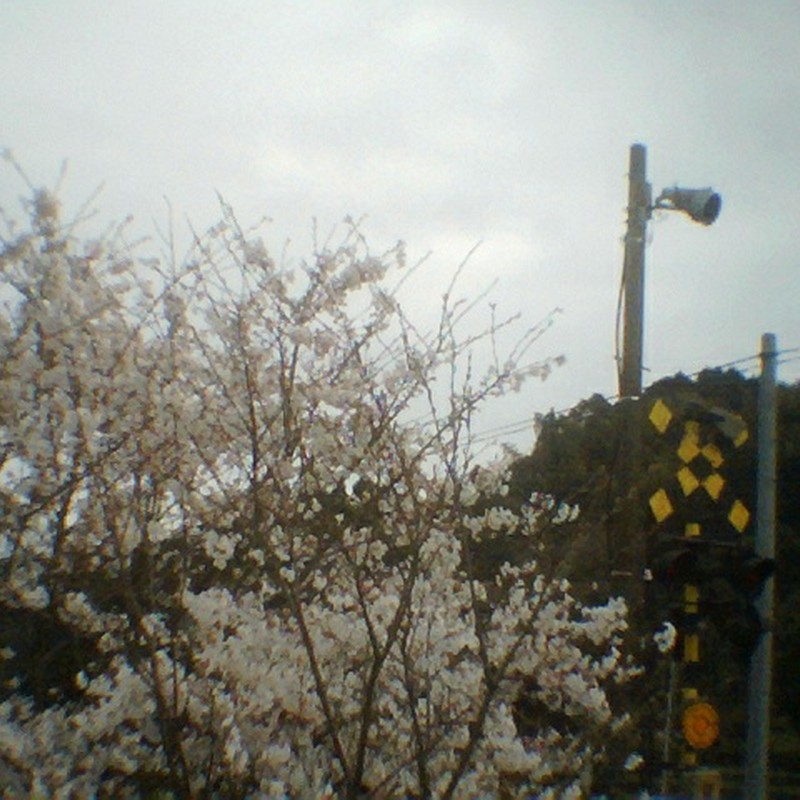 桜と遮断機