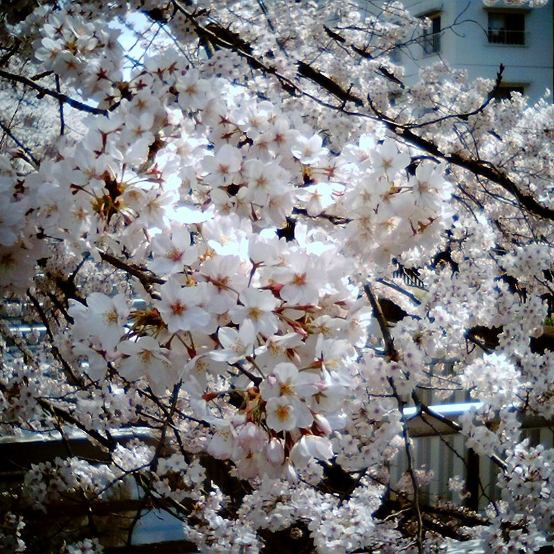 桜満開。