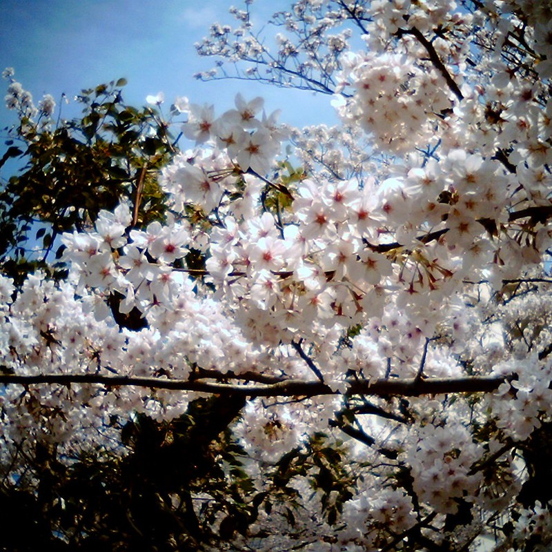 桜見上げる。