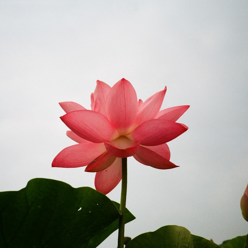 Re: Lotus Flower