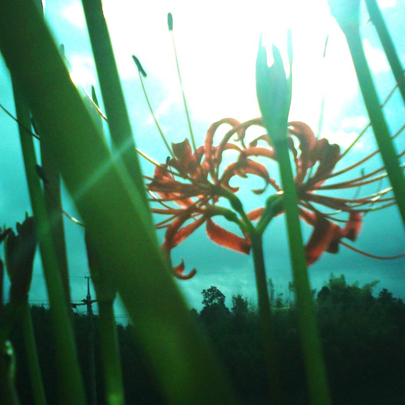 真夏日の彼岸花