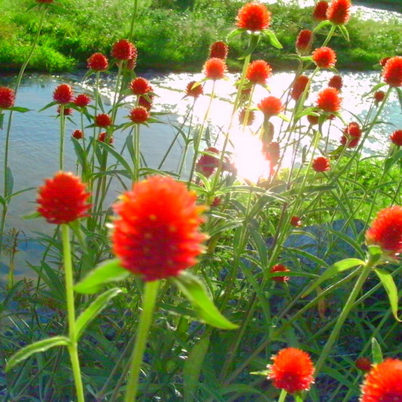 ストロベリーフィールド