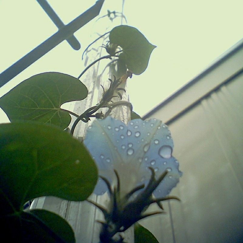 花弁に雨粒を戴きて