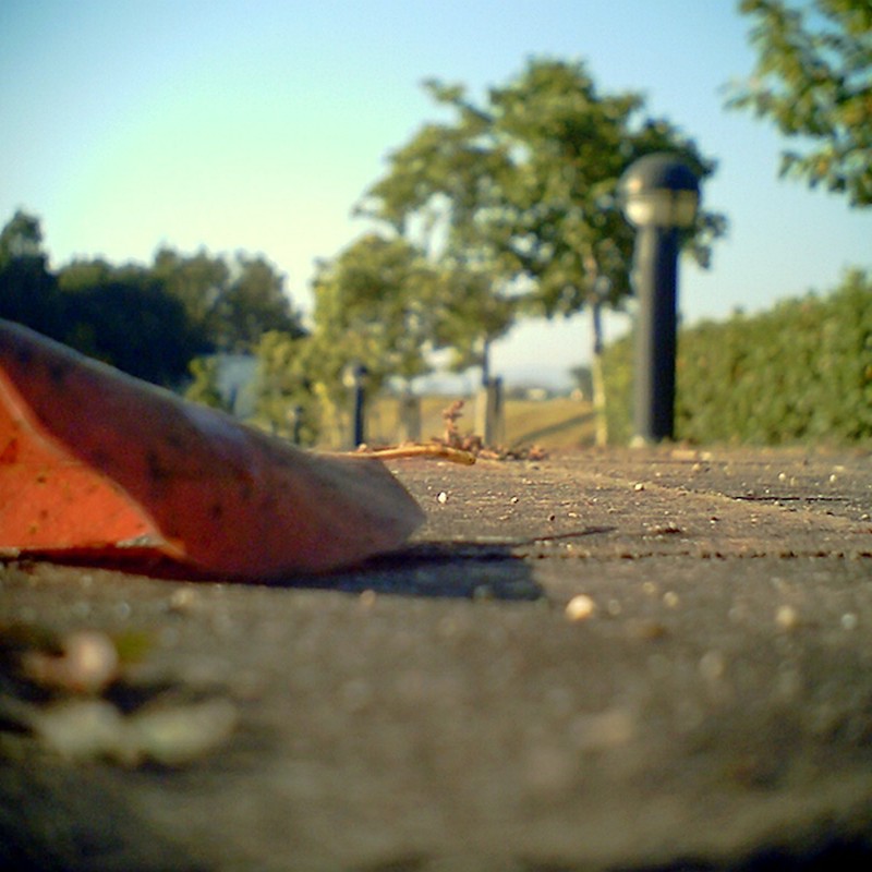 落ち葉 -アリ目線-