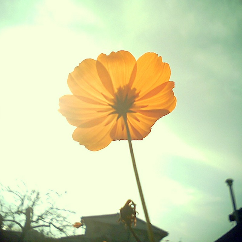 誇り高く日輪をうつし