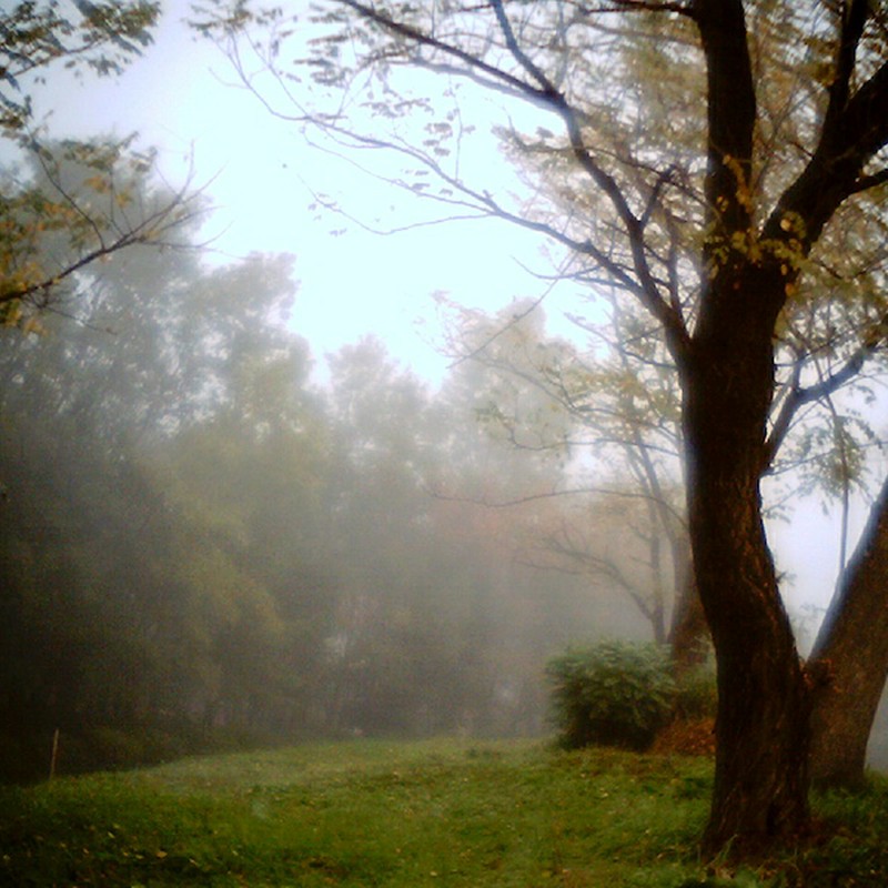Trees in the mist