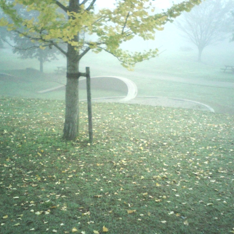 朝靄の公園
