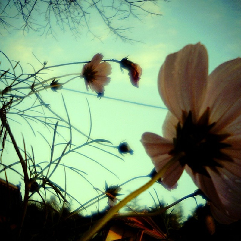 コスモスも終わり頃・・・