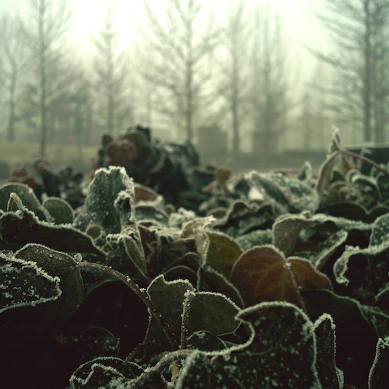 霜降りアイビー