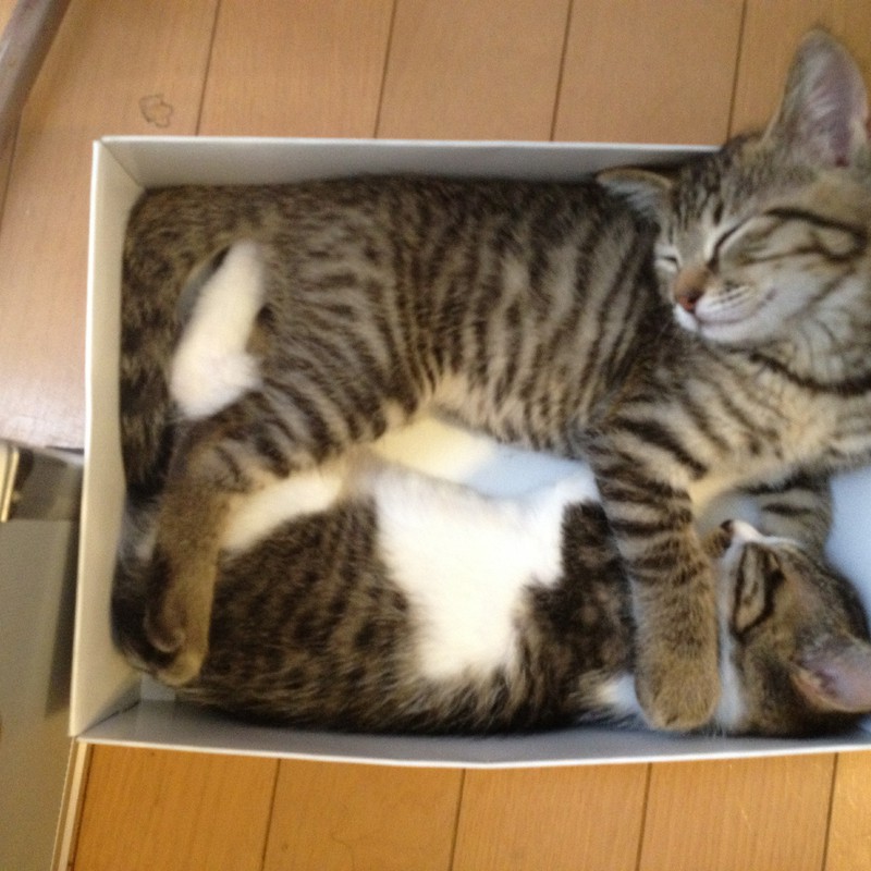 箱入り眠り猫2
