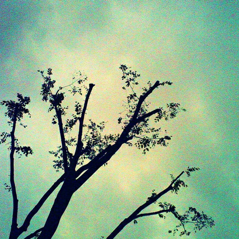 曇り空に枯れ枝
