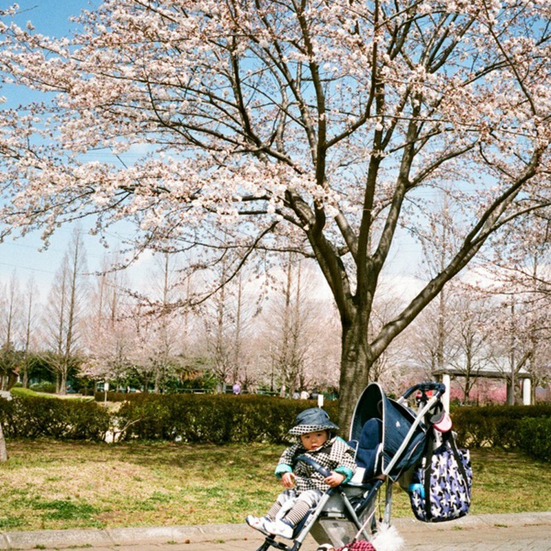 桜とボク（in the ﾍﾞﾋﾞｰｶｰ）