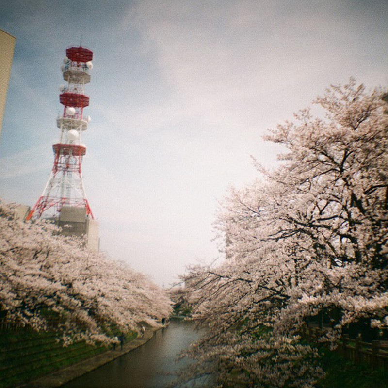 紅白鉄塔と満開の桜♪