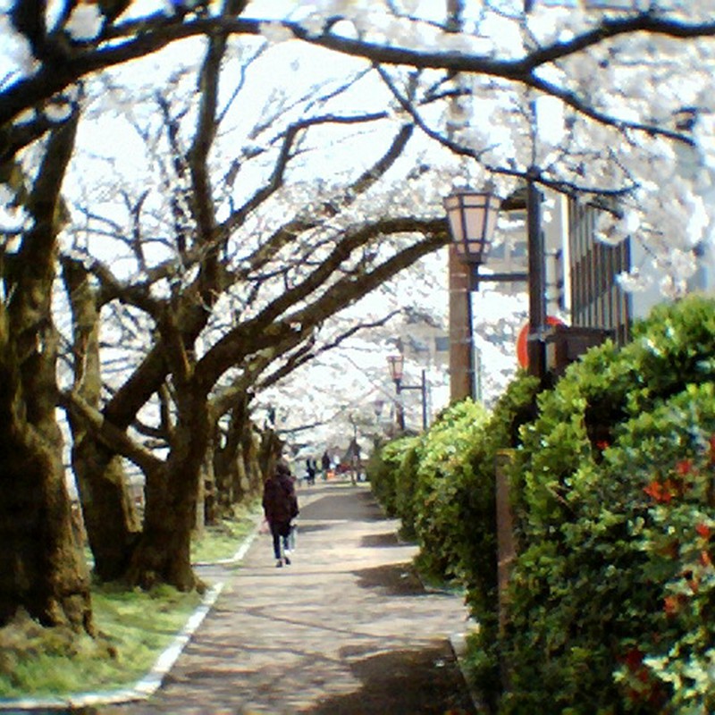絵画的な桜のトンネル。