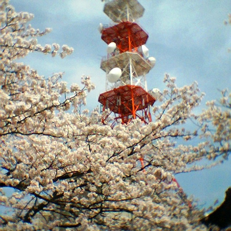 紅白鉄塔と満開の桜　ビスカメ版。