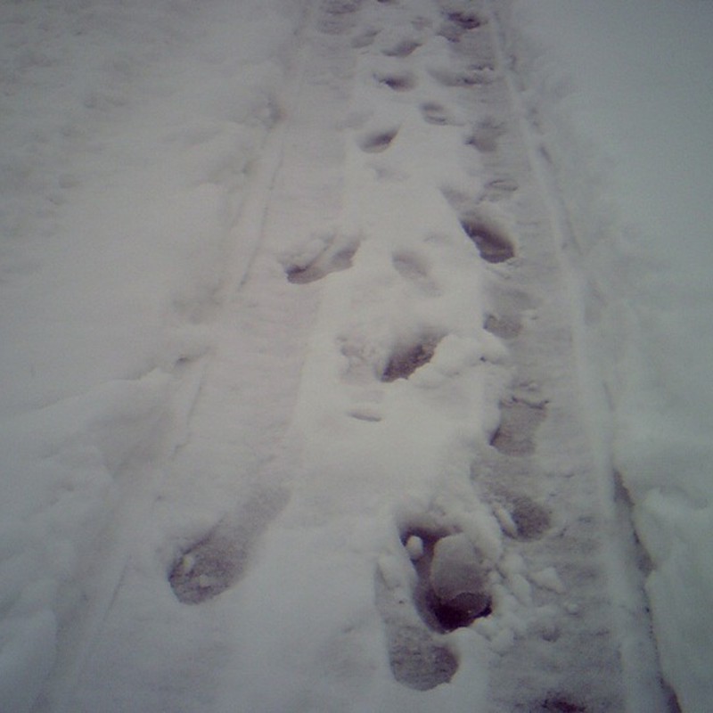 積雪歩道。