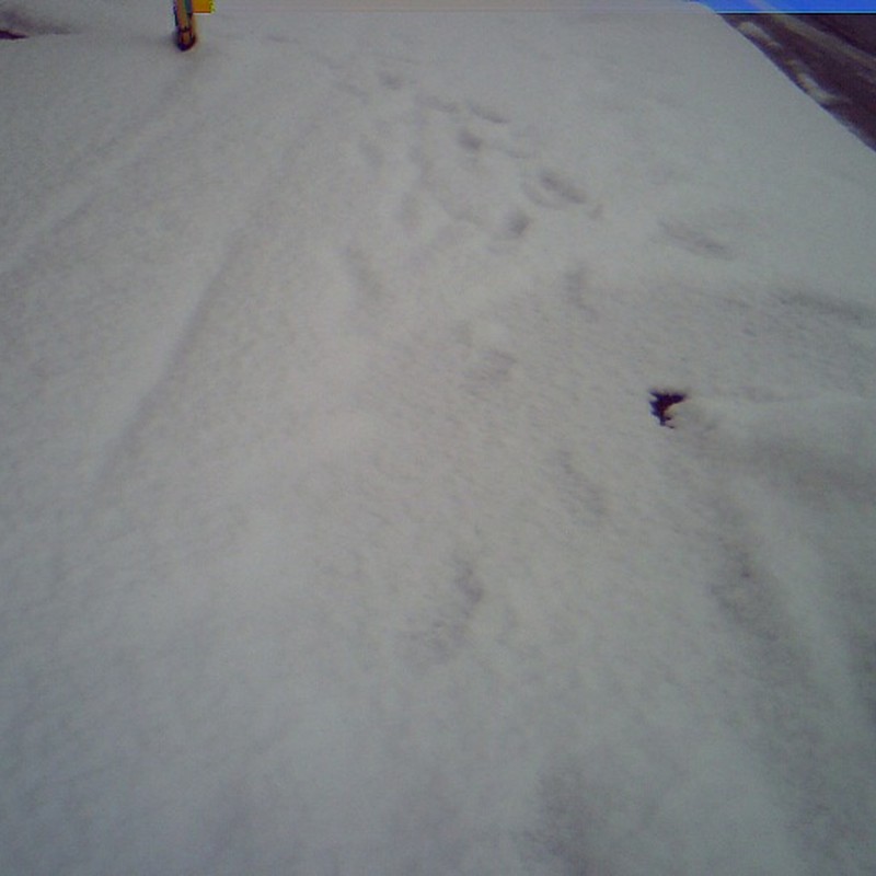 雪の歩道。