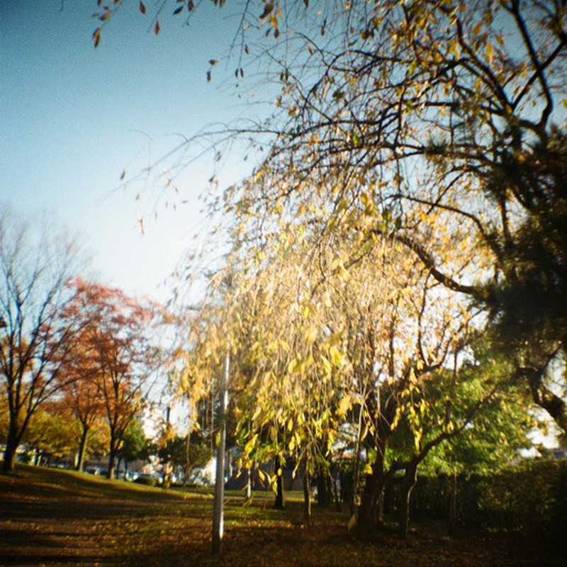 枝垂れ桜の秋。