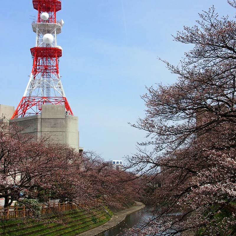 ４月１日撮影の紅白鉄塔さんと桜。