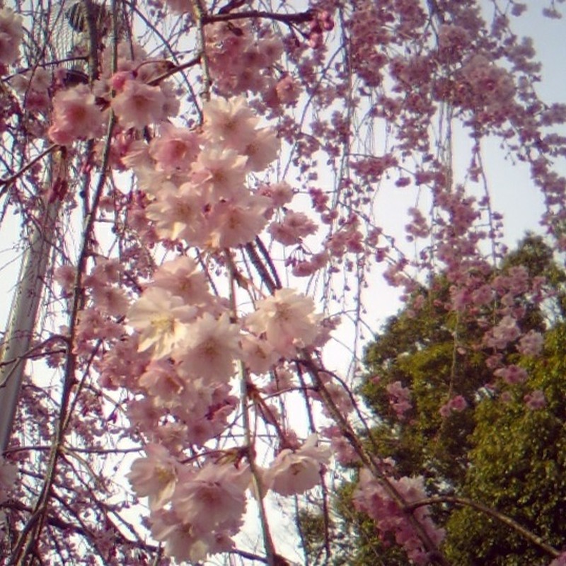 枝垂れ桜　七分咲き。