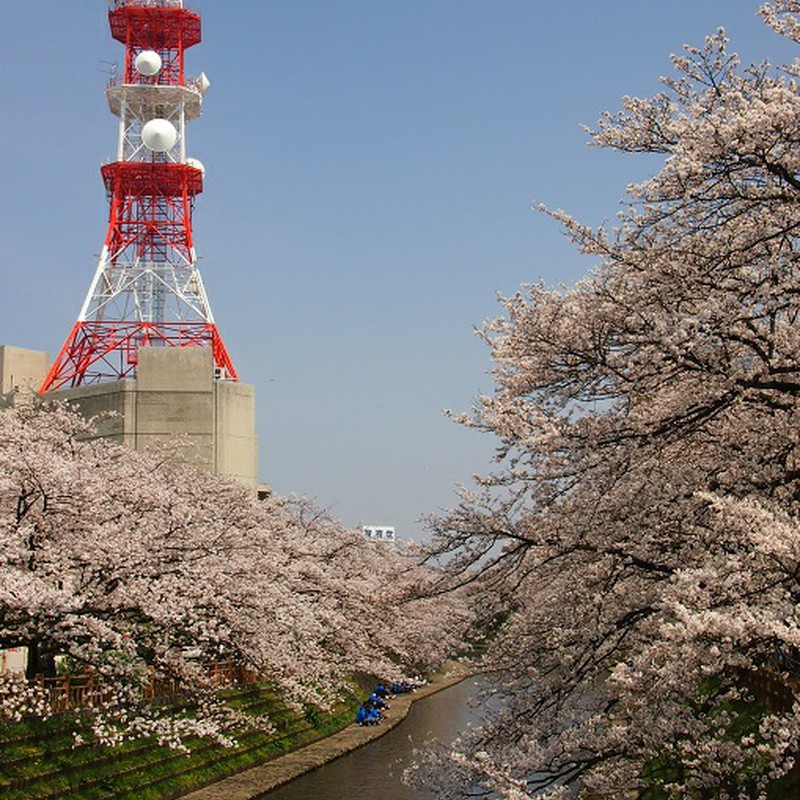 紅白鉄塔さんと満開の桜（と高校生）。