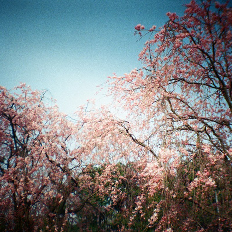 青空と枝垂れ桜。