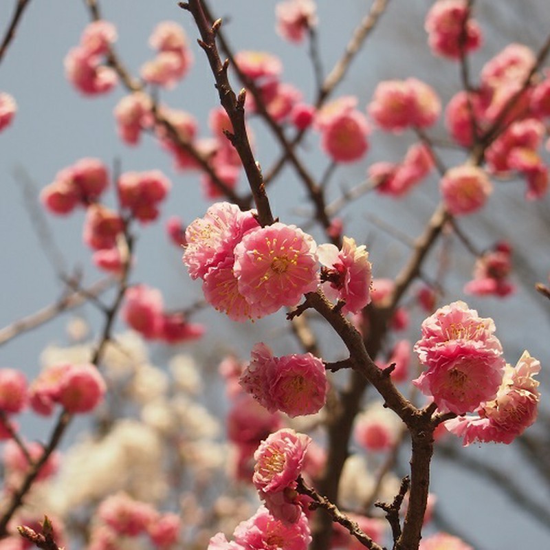 桜を背負う。