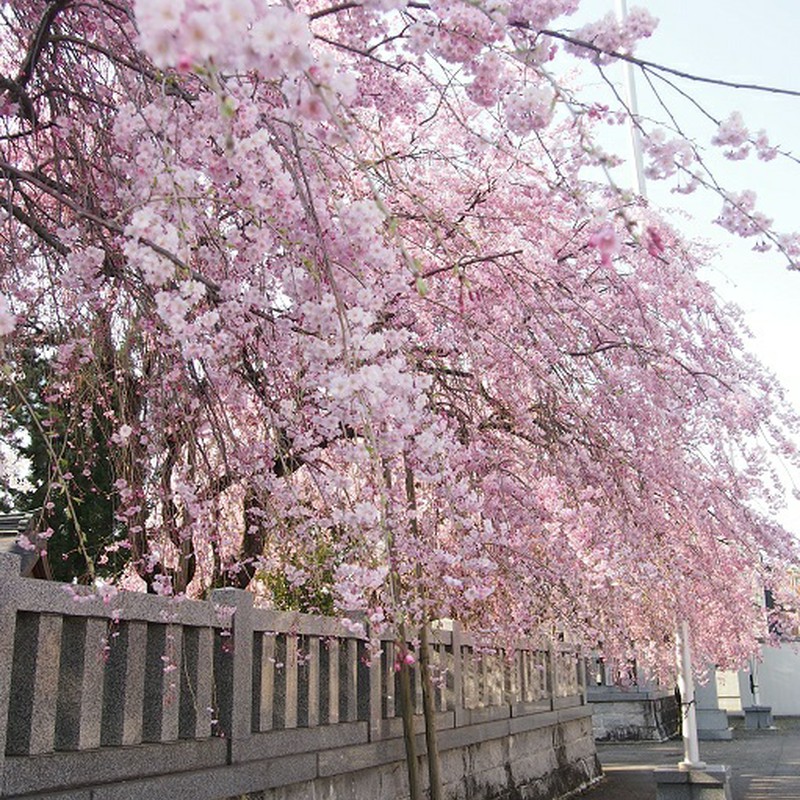 神社の枝垂れ桜！