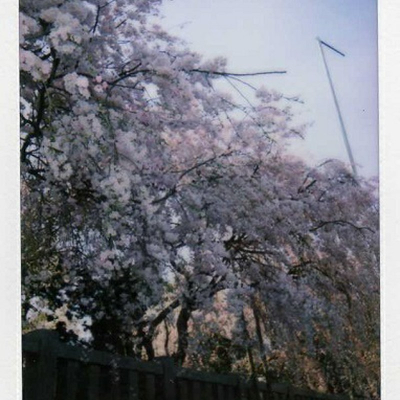 神社の枝垂れ桜！　チェキ版。