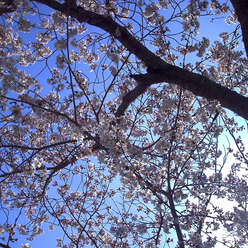 桜の樹の下で
