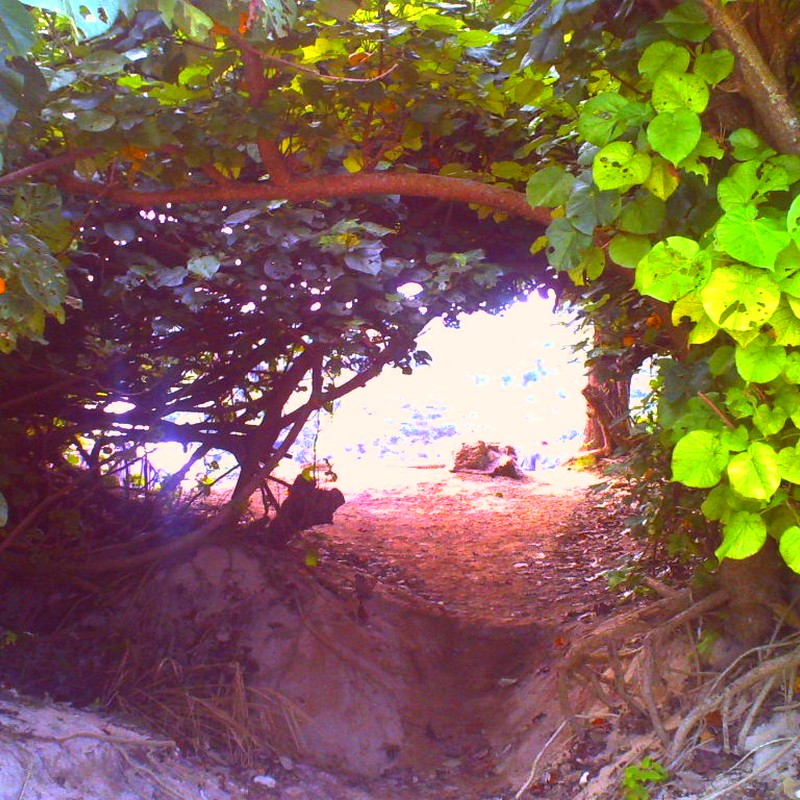 樹のトンネル