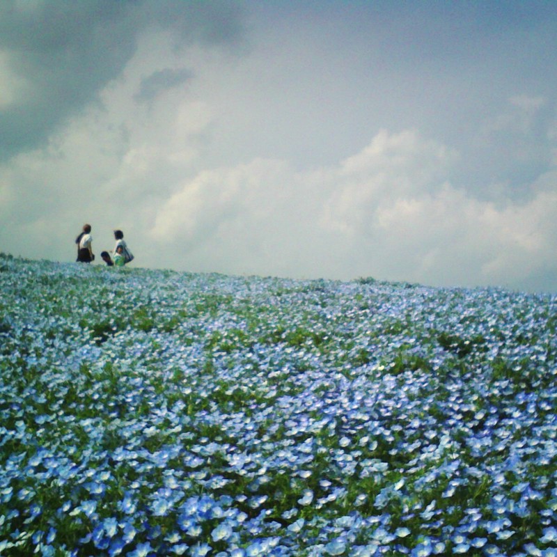 blue flower's hill