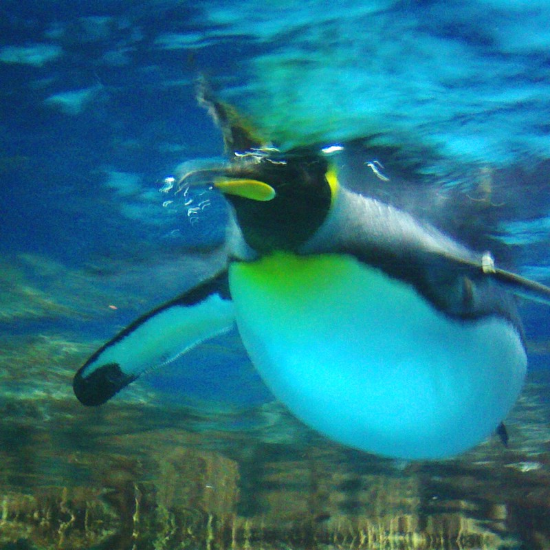 soaring penguin