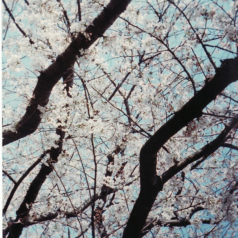 桜その１