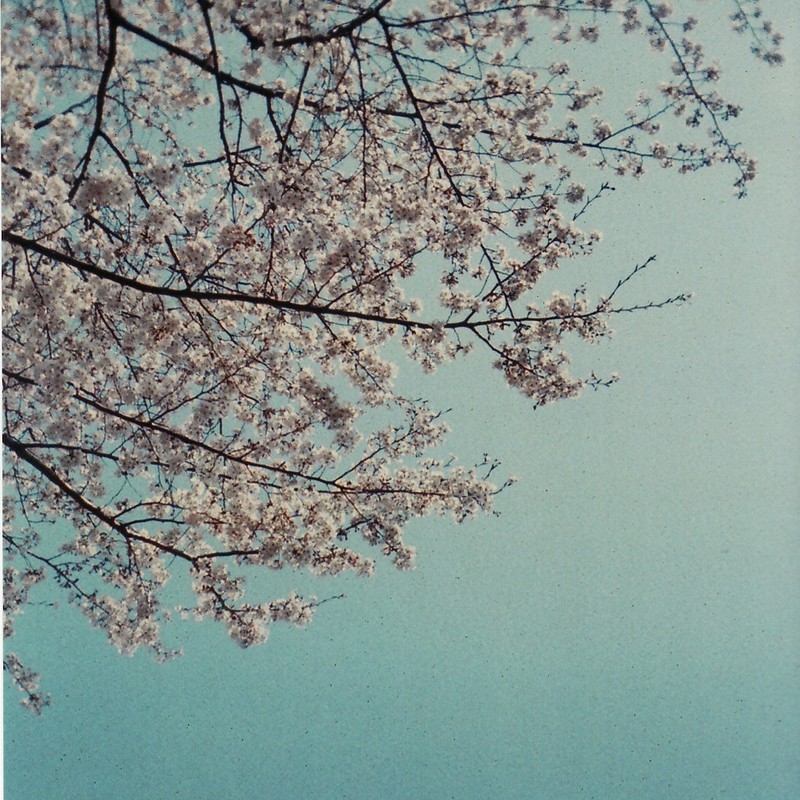 桜その２