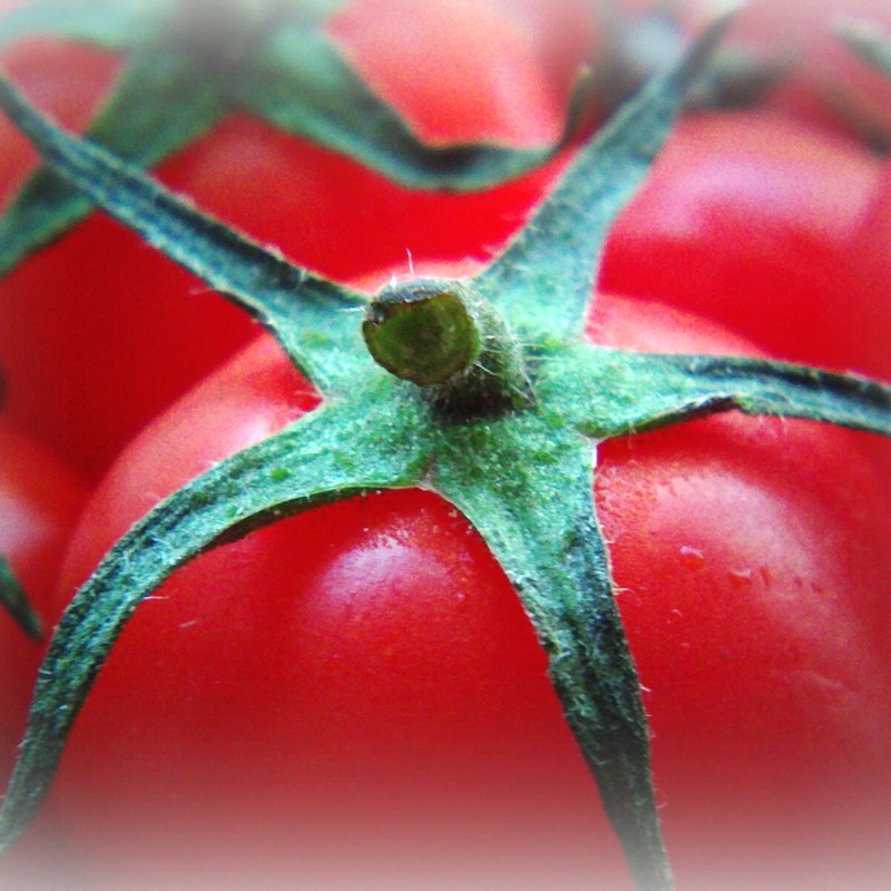 petit tomato