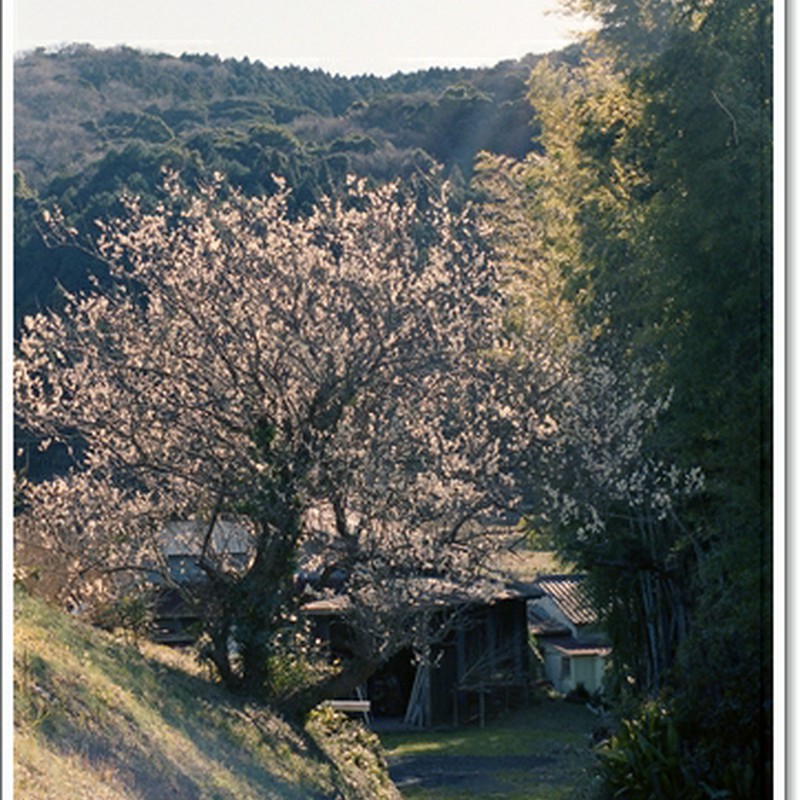 梅の咲く小道