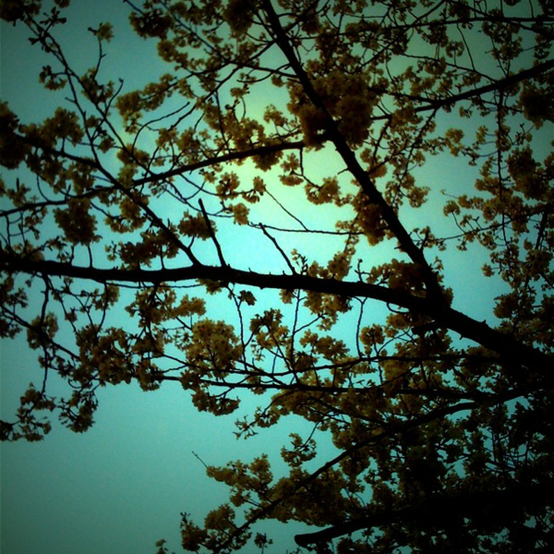 明け方の桜
