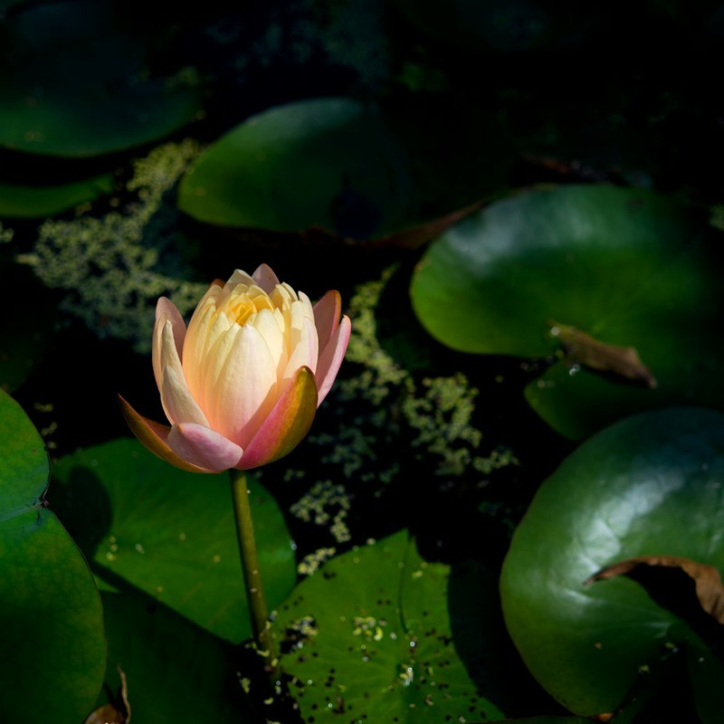 Lotus in Vietnum